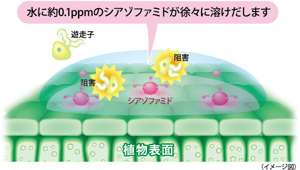 水に約0.1ppmのシアゾファミドが徐々に溶けだします