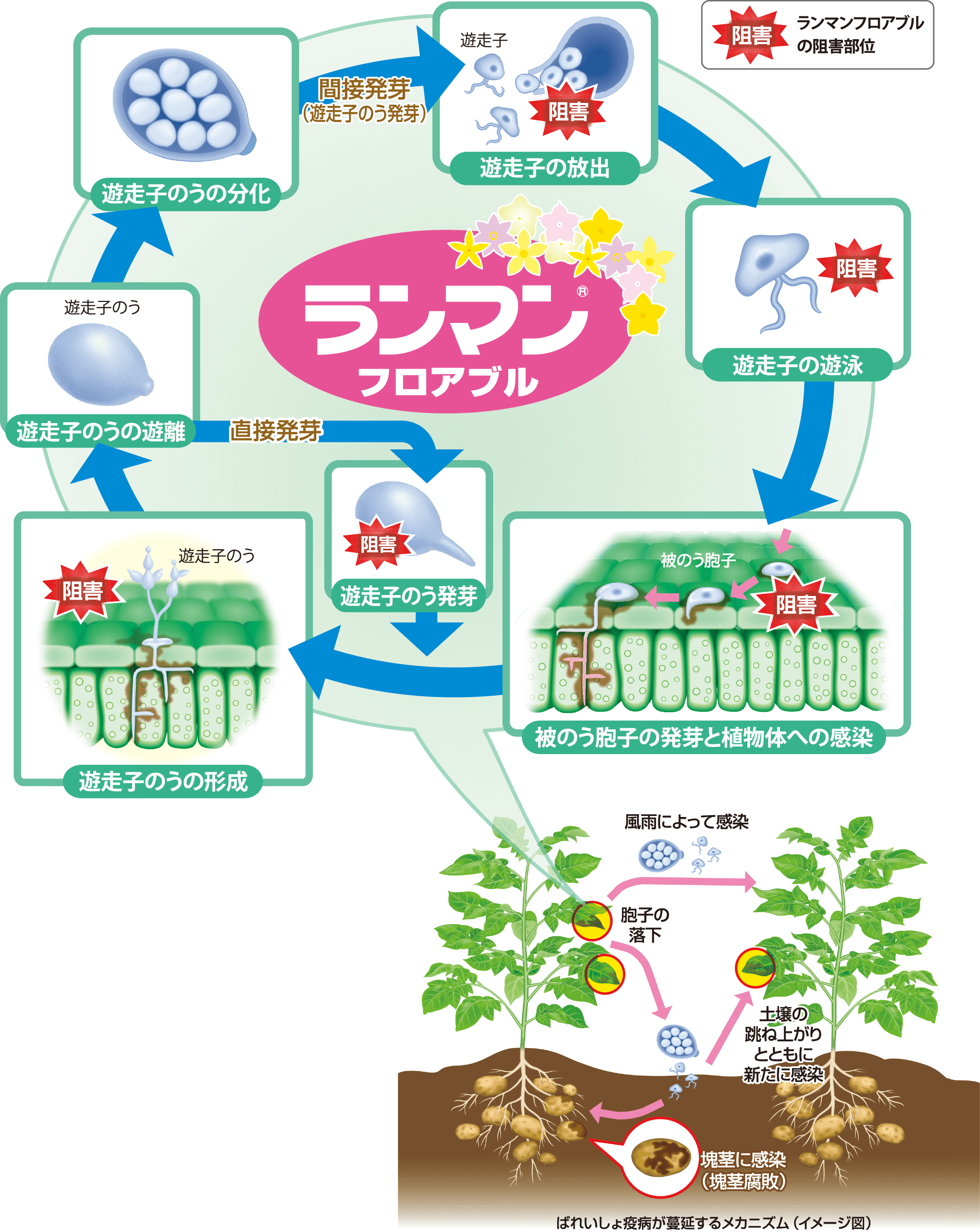 卵菌類の生活環とランマンフロアブルの作用部位