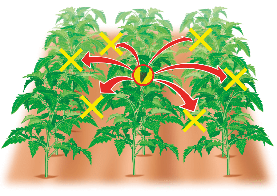 一つの発病箇所から、周辺株への広がりを防止する。