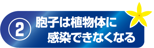 胞子は植物体に感染できなくなる