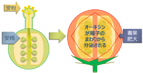 ■自家受粉によるトマトの着果肥大■