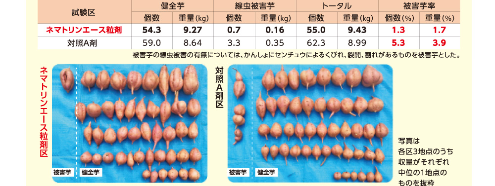 被害芋の線虫被害の有無については、かんしょにセンチュウによるくびれ、裂開、割れがあるものを被害芋とした。