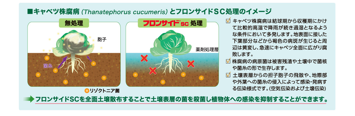 キャベツ株腐病とフロンサイドAC処理のイメージ