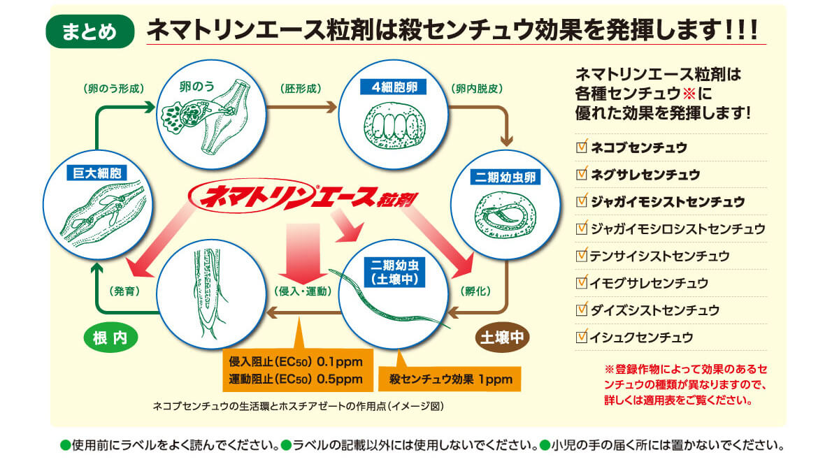 ネマトリンエース粒剤は殺センチュウ効果を発揮します！