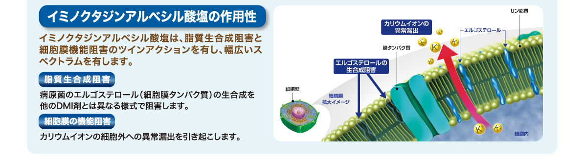 イミノクタジンアルベシル酸塩の作用性