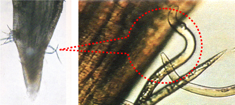根の先端部とネコブセンチュウ２期幼虫が根内に侵入している様子