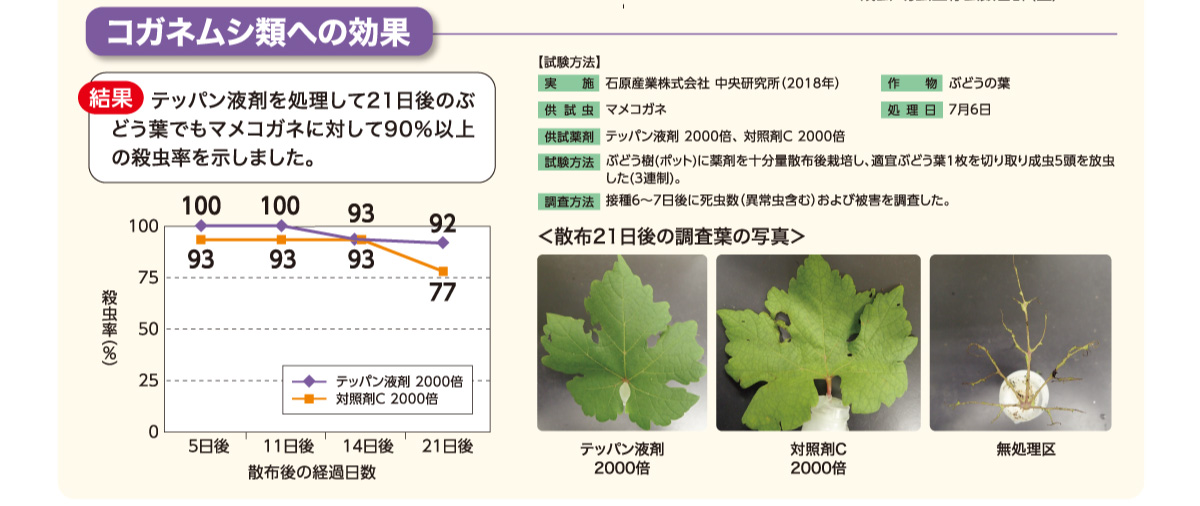 テッパン液剤を処理して21日後のぶどう葉でもマメコガネに対して90％以上の殺虫率を示しました。