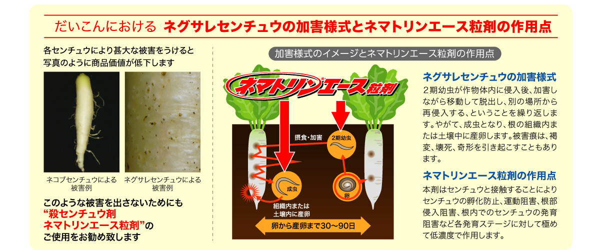 だいこんにおけるネグサレセンチュウの加害様式とネマトリンエース粒剤の作用点