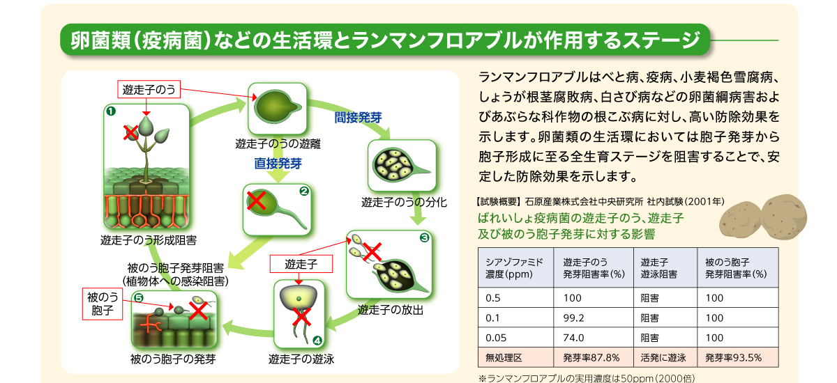 ランマンフロアブルはべと病、疫病、小麦褐色雪腐病、しょうが根茎腐敗病、白さび病などの卵菌綱病害およびあぶらな科作物の根こぶ病に対し、高い防除効果を示します。卵菌類の生活環においては胞子発芽から胞子形成に至る全生育ステージを阻害することで、安定した防除効果を示します。