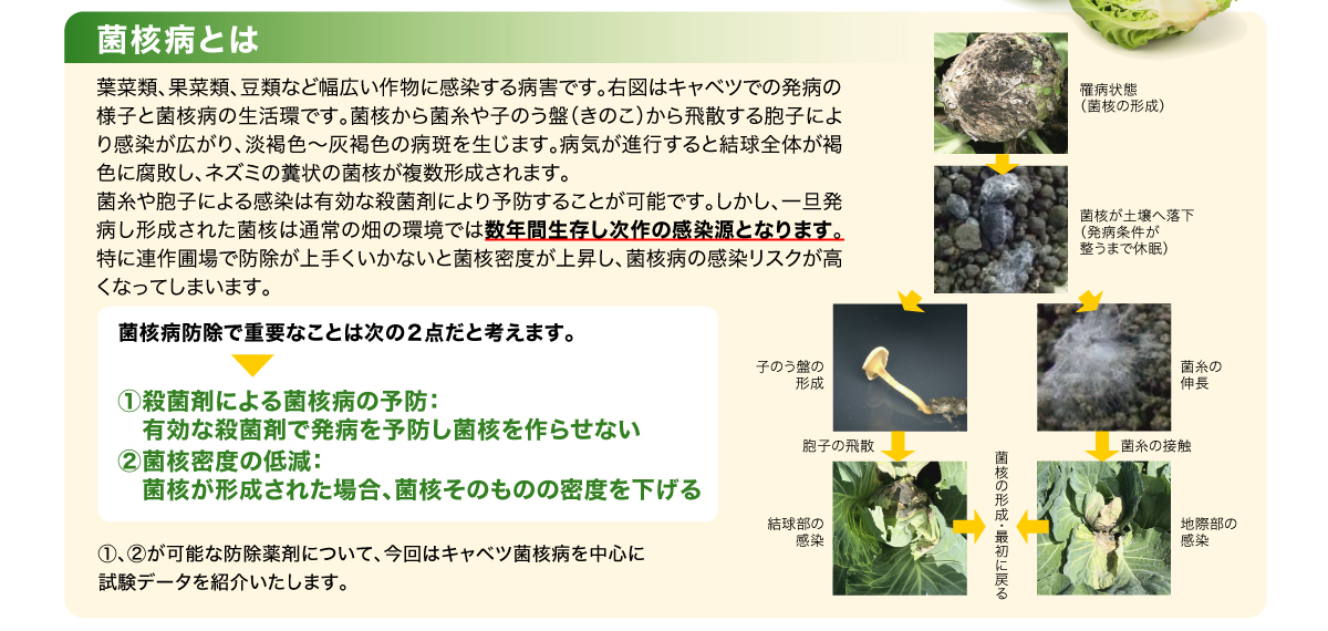 菌核病とは葉菜類、果菜類、豆類など幅広い作物に感染する病害です。