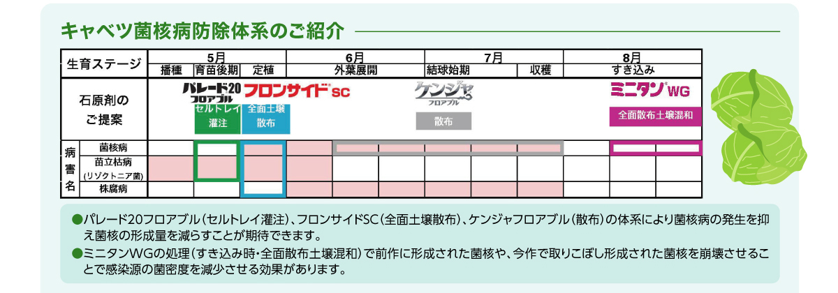 キャベツ菌核病防除体系のご紹介