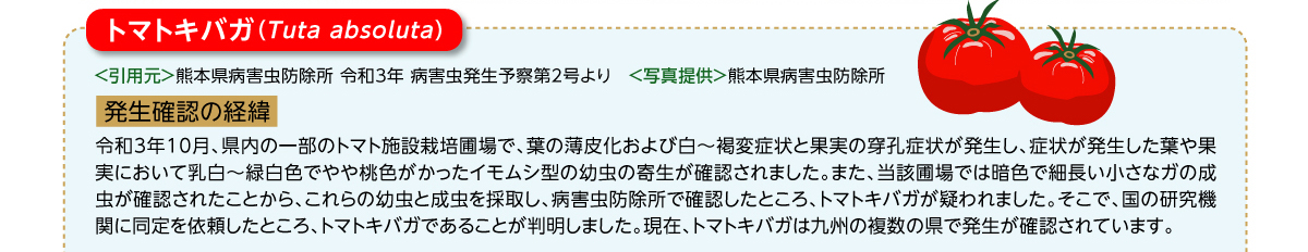 トマトキバガ：発生確認の経緯