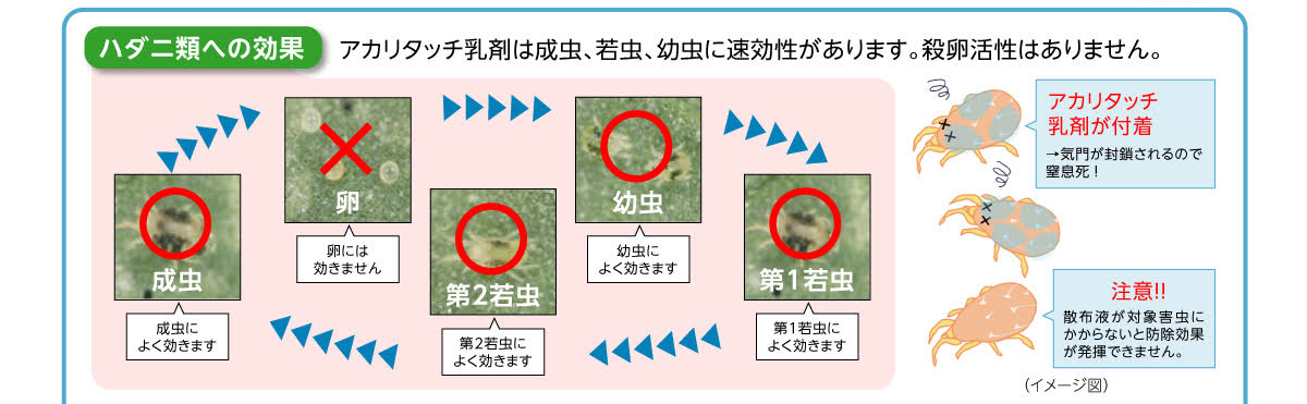 アカリタッチ乳剤は成虫、若虫、幼虫に即効性があります。殺卵活性はありません。