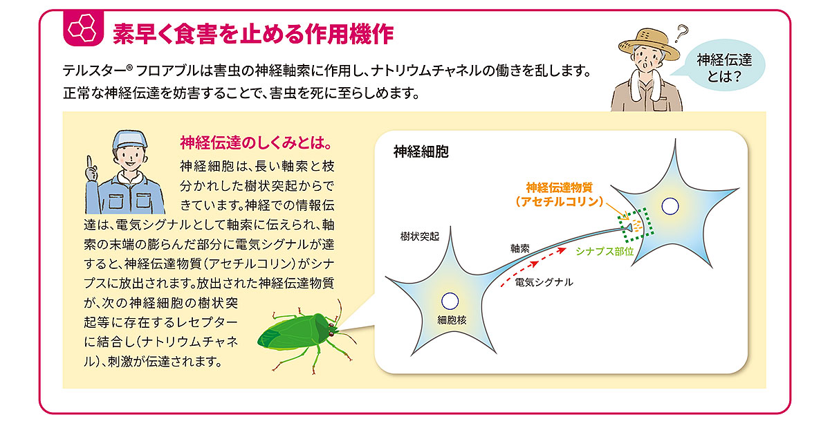 素早く食害を止める作用機作