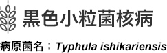 褐色小粒菌核病 病原菌名：Typhula incarnata
