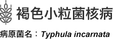 褐色小粒菌核病 病原菌名：Typhula incarnata