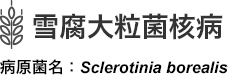 雪腐大粒菌核病 病原菌名：Sclerotinia borealis