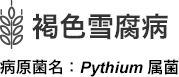 褐色雪腐病 病原菌名：Pythium 属菌