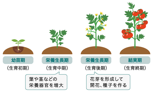 植物の生育ステージ