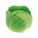 キャベツ