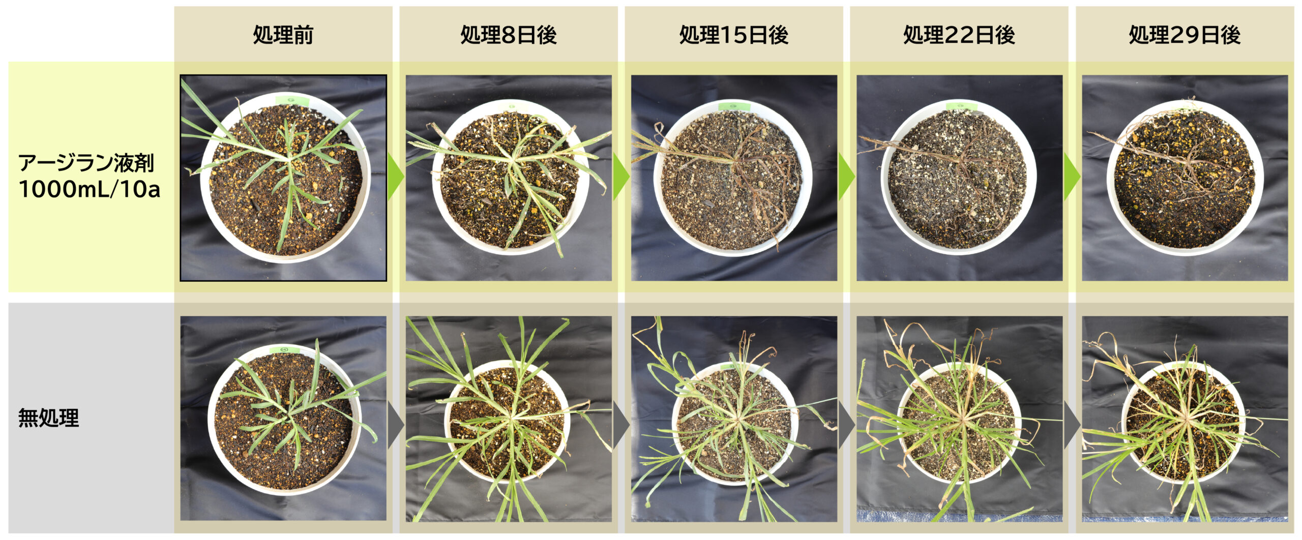 オヒシバに対する除草効果