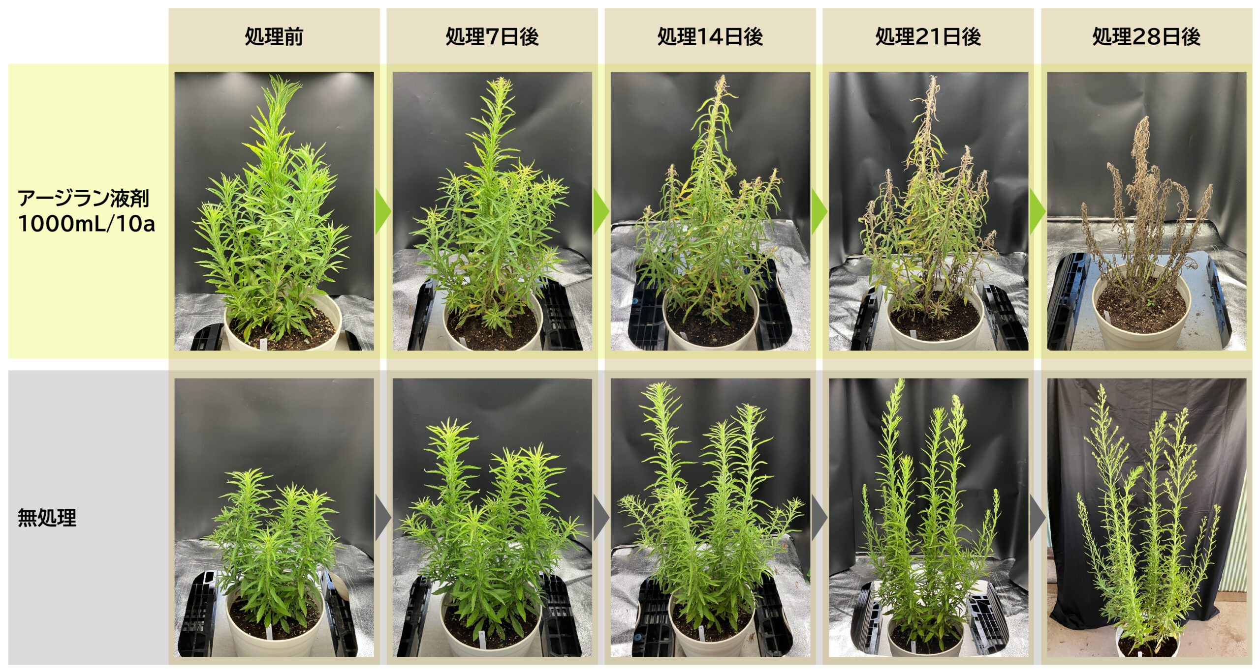 オオアレチノギクに対する除草効果