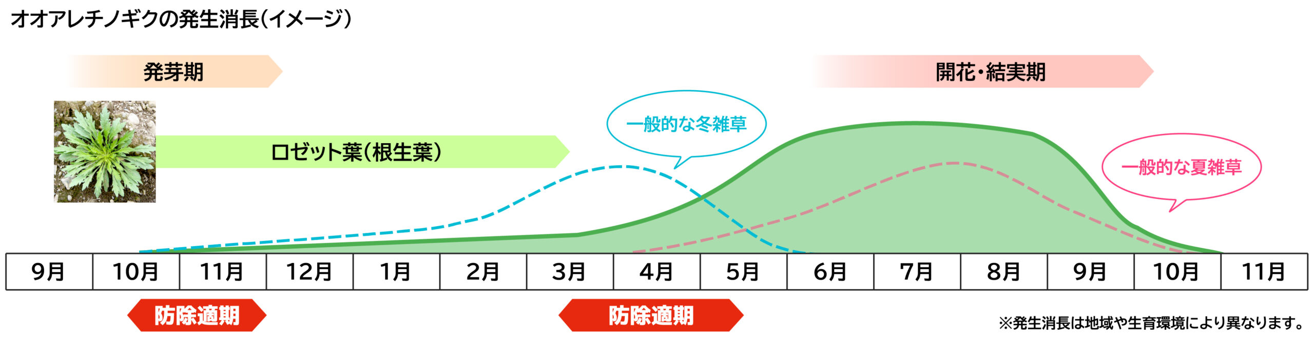 オオアレチノギクの発生消長（イメージ）